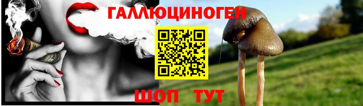 Псилоцибиновые грибы Psilocybe Артёмовский